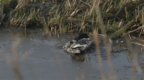 Steeds Meer Vogels Ziek Van Vogelgriep Tv Vroege Vogels Vroege