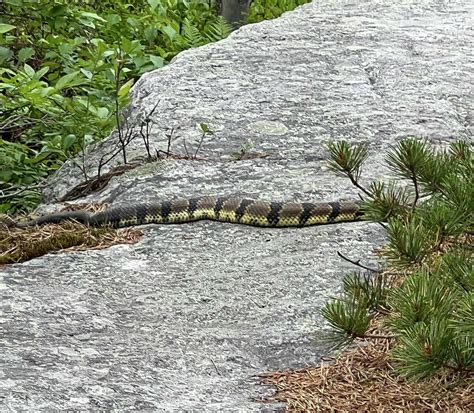 Upstate Hikers Report Run Ins With Rattlesnakes