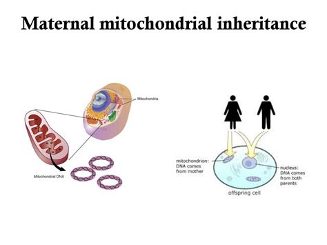 Mitochondrial Dna Inheritance