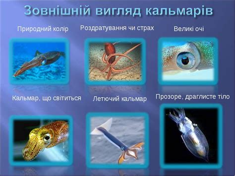 "Чим цікаві Кальмари" - презентація з біології