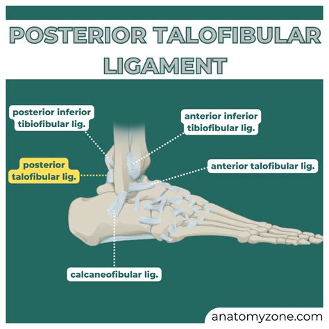 Anterior Tibiofibular Ligament