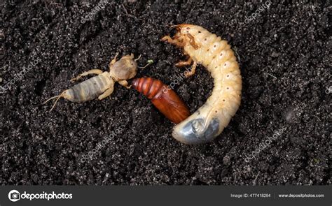 Cricket Larvae