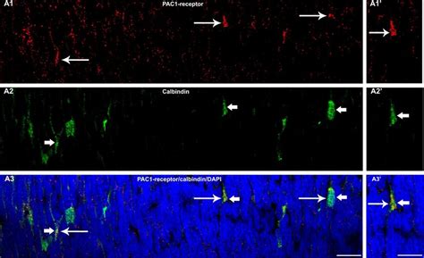 Confocal Fluorescence Micrographs Of A P Retinal Section Demonstrate