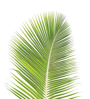 Green Coconut Leaf Isolated On White Background Coconut Branch Green