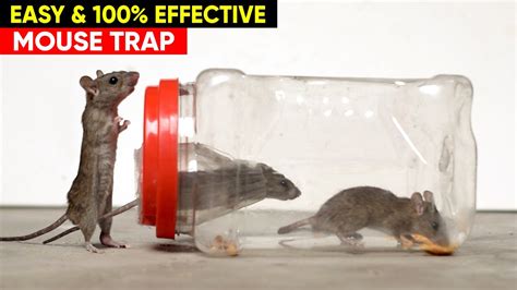 Best Easy Mouse Trap DIY Mouse Trap Rat Trap Homemade YouTube