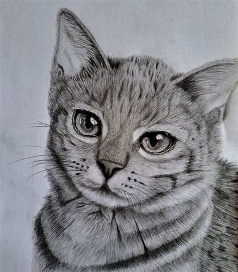 Drawing A Cats Head Learn How To Draw A Cat In Minutes Muus Art
