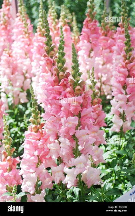 Colorful Snapdragon Antirrhinum Majus Blooming In The Garden