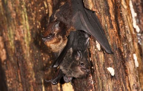 Bat perfume | Smithsonian Tropical Research Institute