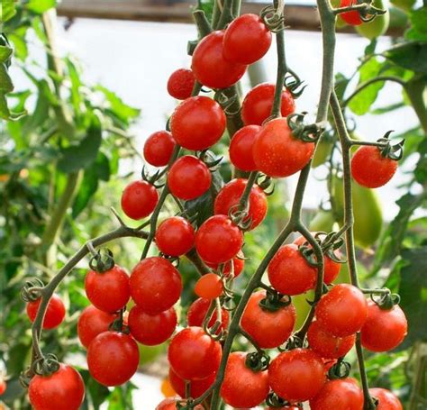 Фузариоз томатов: фото, описание и лечение