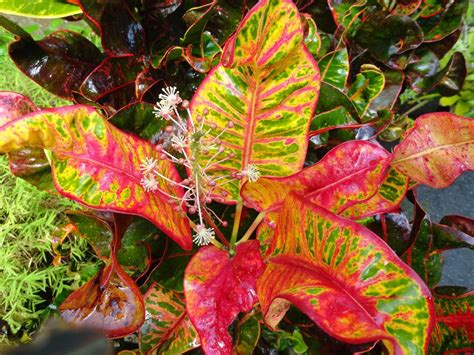 Pin On Crotons