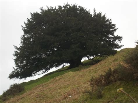 Long Mynd Park Coppice Ancient Yew Group