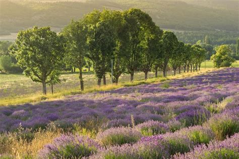 Premium Photo Lavender Field