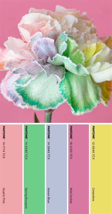 Pantone Color Palette Pantone Color Palette Pantone Colour