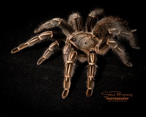 Aphonopelma Seemanni Costa Rican Striped Knee Tarantula 5 1