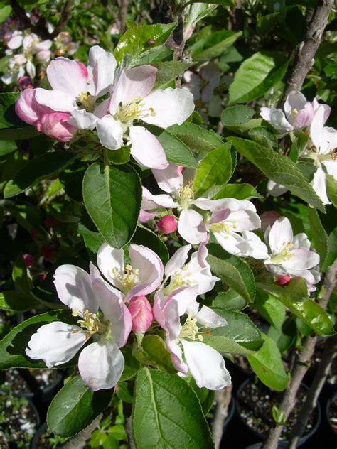 DWARF APPLE Blush Babe