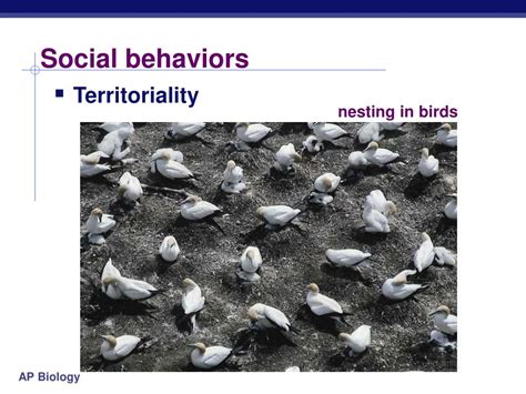 Ppt Animal Behavior Powerpoint Presentation Free Download Id927698