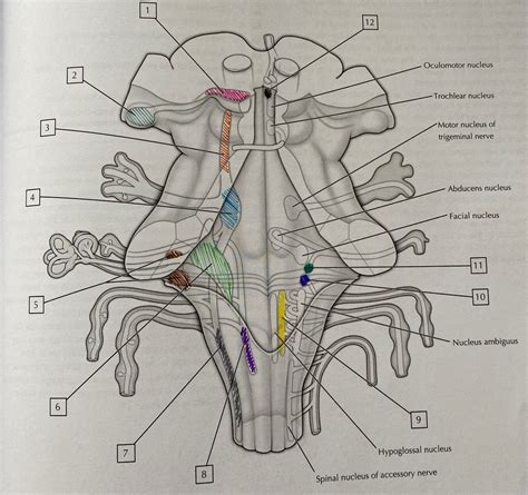 Plate Cranial Nerves And Nuclei Diagram Quizlet