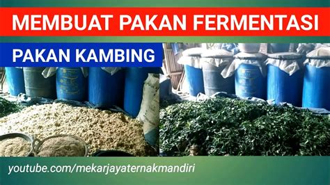 CARA MEMBUAT PAKAN FERMENTASI DENGAN BAHAN SEADANYA PAKAN KAMBING