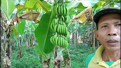 Hasil Penambahan Nutrisi Pisang Cavendish C J 30 Mulyanto SPP SPMA