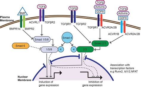 Frontiers Bone Morphogenetic Proteins Shape Treg Cells