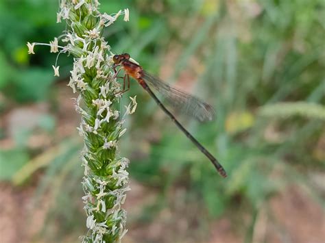 Ischnura Senegalensis Rambur 1842 By Sonu Kumar On 1 November 2023