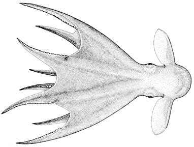 Grimpoteuthis tuftsi