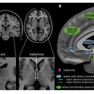 PDF Deep Brain Stimulation Of The Habenula Systematic Review Of The