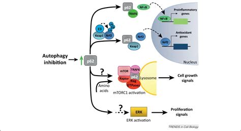 Cellular And Metabolic Functions For Autophagy In Cancer Cells Trends