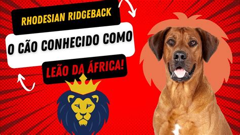 Rhodesian Ridgeback Youtube