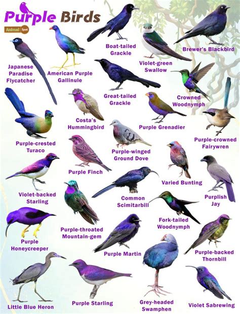 Purple Animals Facts List Pictures And More