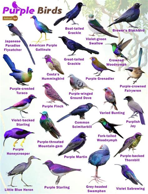 Purple Birds Facts List Pictures