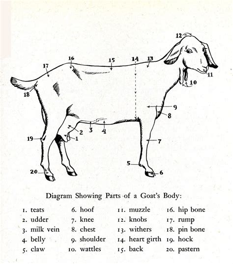 Goat Anatomical Parts Only Unique Diagram Quizlet