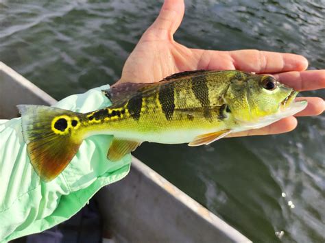 Espacio De Pesca Pesca De Tucunare En La Represa De Hidrosogamoso O