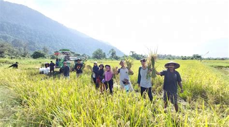 Petani Binaan Pt Vale Di Desa Ululere Panen Perdana Padi Organik