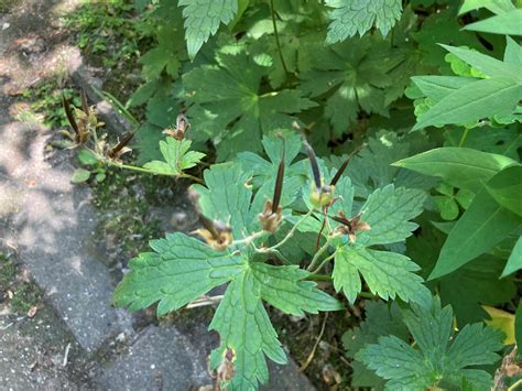 Holy Flying Geranium Seeds Video Gardeninacity