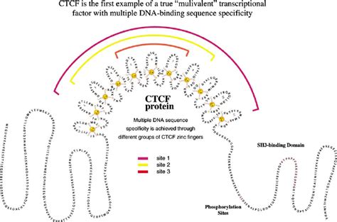 Structural Features Of CTCF And Schematic Illustration Of The