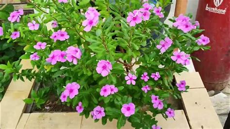 How To Grow And Care Vinca Plant Periwinkle Plant Care Sadabahar