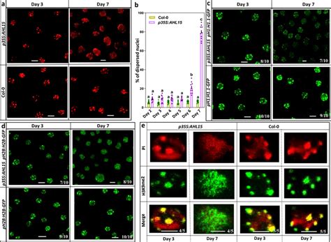 Ahl15 Overexpression Reduces Heterochromatin Condensation During Se