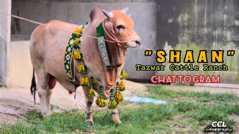 S H A A N Qurban Tazwar Cattle