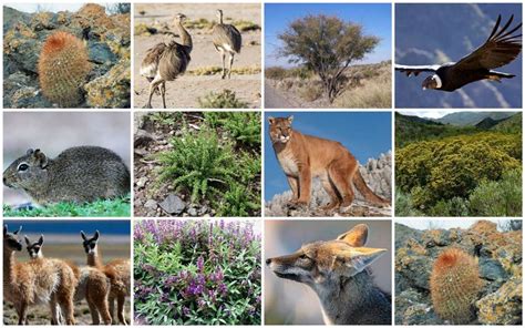 Flora Y Fauna De Mendoza Un Tesoro Para Proteger