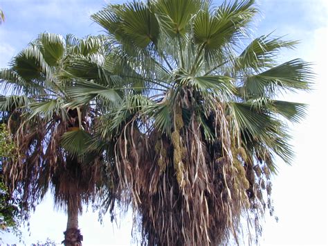 Washingtonia robusta – PlantRight