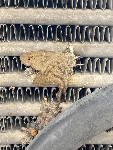 Brown Longtail From Avenida In San Jos Del Astillero Jal Mx On