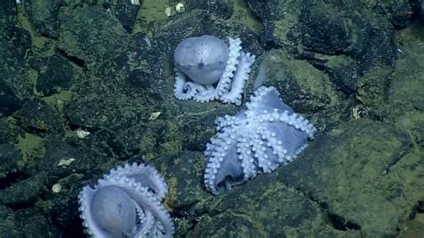 Cluster Of 1000 Octopuses Discovered During California Deep Sea Expedition Fox News