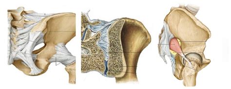 Art Sacroiliaca Diagram Quizlet