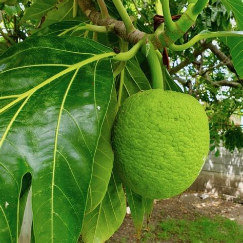 Breadfruit A Treasured Part Of Caribbean Food Culture Caribbean And Co