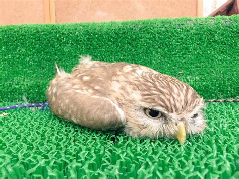 A Baby Owl Sleeping Face Down Is Unbelievable - Bird Advisors