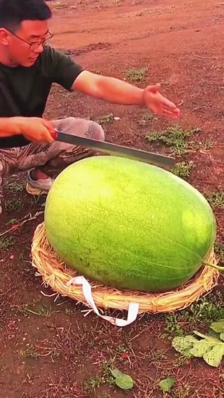 Vik This Is What The Largest Watermelon In The World