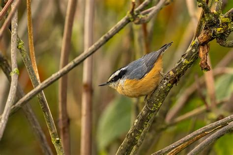 Red Breasted Nuthatch Male Tony Spane Flickr