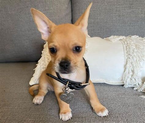 French Bulldog Chihuahua Mix Puppies Understanding French Bulldogs