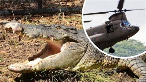 Are Helicopters Triggering A Crocodile Sex Frenzy Abc Listen